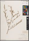 Foto von Salix capusii Franch.